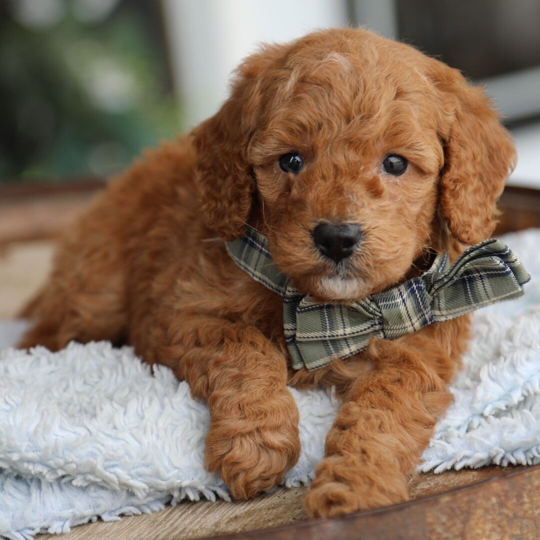 Poodle