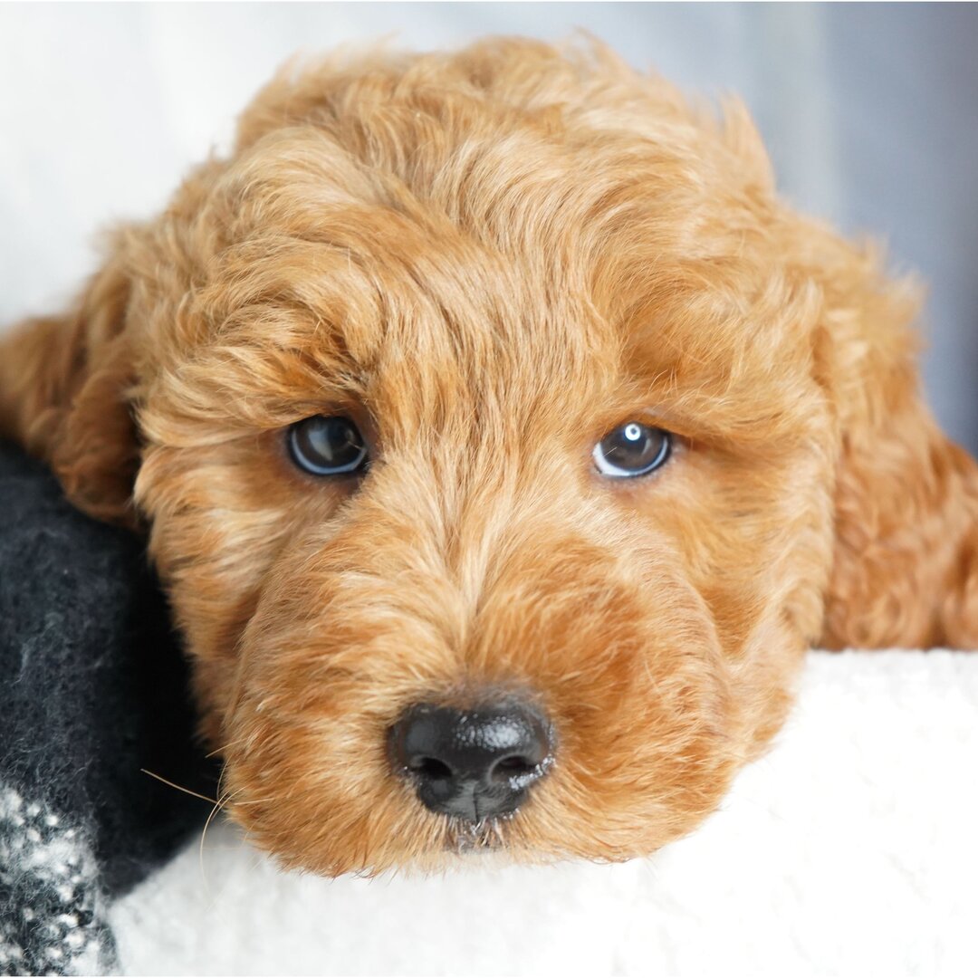 Cavapoo