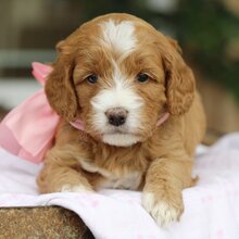 Goldendoodle